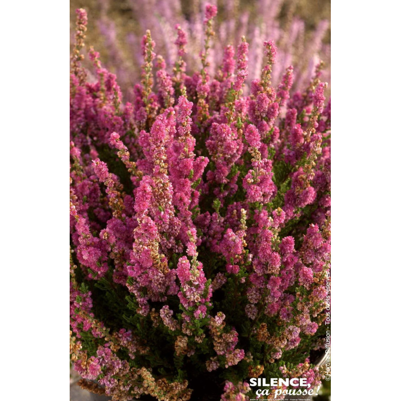 CALLUNA V,DARKNESS C2 V de Plantes Silence ça pousse dans Plantes à petits fruits (kiwi, myrtilles, groseilles, cassis, framb...
