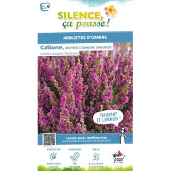 CALLUNA V,DARKNESS C2 V de Plantes Silence ça pousse dans Plantes à petits fruits (kiwi, myrtilles, groseilles, cassis, framb...