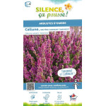 CALLUNA V,DARKNESS C2 V de Plantes Silence ça pousse dans Plantes à petits fruits (kiwi, myrtilles, groseilles, cassis, framb...