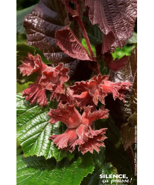 Noisetier pourpre Rote Zellernuss 80cm de Plantes Silence ça pousse dans Arbustes caducs en livraison