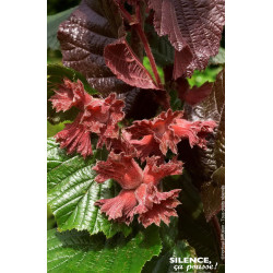 Noisetier pourpre Rote Zellernuss 80cm de Plantes Silence ça pousse dans Arbustes caducs en livraison