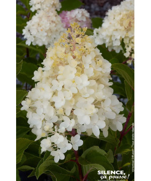 HYDRANGEA P,SILVER DOLLAR C10 TF/BU de Plantes Silence ça pousse dans Arbustes caducs en livraison