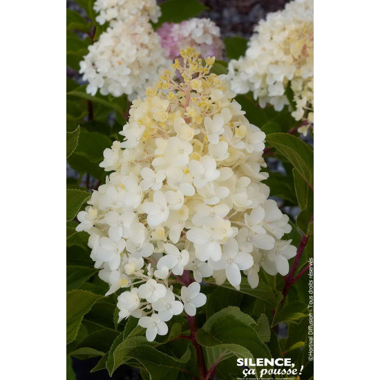 HYDRANGEA P,SILVER DOLLAR C10 TF/BU de Plantes Silence ça pousse dans Arbustes caducs en livraison