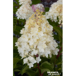HYDRANGEA P,SILVER DOLLAR C10 TF/BU de Plantes Silence ça pousse dans Arbustes caducs en livraison