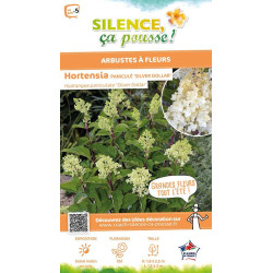 HYDRANGEA P,SILVER DOLLAR C10 TF/BU de Plantes Silence ça pousse dans Arbustes caducs en livraison
