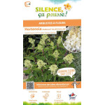 HYDRANGEA P,SILVER DOLLAR C10 TF/BU de Plantes Silence ça pousse dans Arbustes caducs en livraison