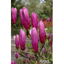MAGNOLIA LILI,NIGRA C4,5 TF/BU de Plantes Silence ça pousse dans Arbustes caducs en livraison