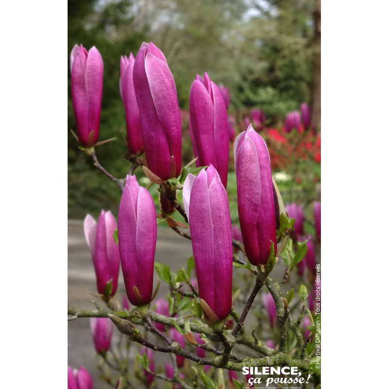 MAGNOLIA LILI,NIGRA C4,5 TF/BU de Plantes Silence ça pousse dans Arbustes caducs en livraison