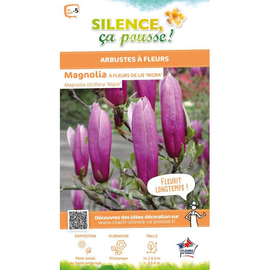 MAGNOLIA LILI,NIGRA C4,5 TF/BU de Plantes Silence ça pousse dans Arbustes caducs en livraison