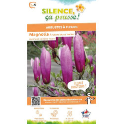 MAGNOLIA LILI,NIGRA C4,5 TF/BU de Plantes Silence ça pousse dans Arbustes caducs en livraison