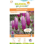 MAGNOLIA LILI,NIGRA C4,5 TF/BU de Plantes Silence ça pousse dans Arbustes caducs en livraison