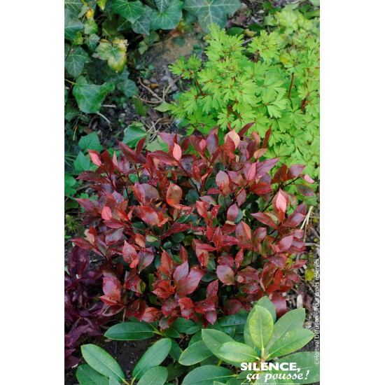 Photinia hybride Little Red Robin 50cm de Plantes Silence ça pousse dans Arbustes persistants en livraison