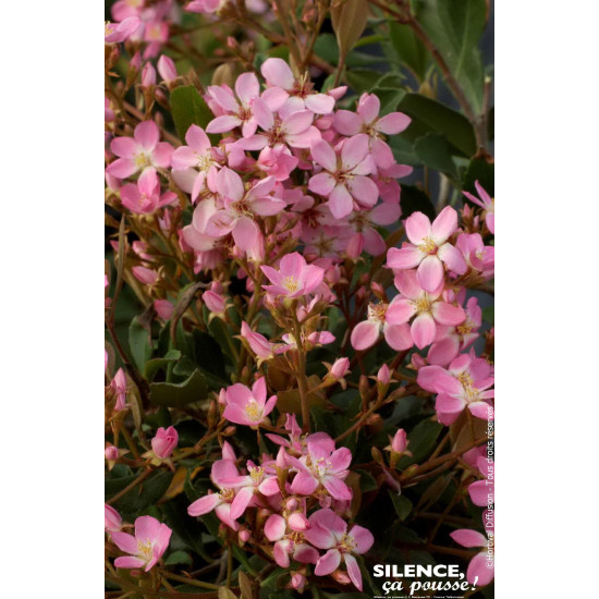 Rhaphiolepis des Indes Springtime 80cm de Plantes Silence ça pousse dans Plantes à petits fruits (kiwi, myrtilles, groseilles...