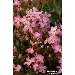 Rhaphiolepis des Indes Springtime 80cm de Plantes Silence ça pousse dans Plantes à petits fruits (kiwi, myrtilles, groseilles...