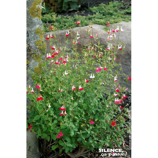Sauge a petites feuilles Hot Lips 65cm de Plantes Silence ça pousse dans Plantes à petits fruits (kiwi, myrtilles, groseilles...