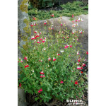 Sauge a petites feuilles Hot Lips 65cm de Plantes Silence ça pousse dans Plantes à petits fruits (kiwi, myrtilles, groseilles...