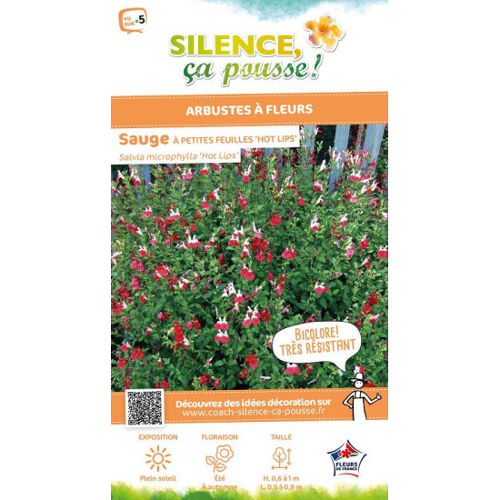 Sauge a petites feuilles Hot Lips 65cm de Plantes Silence ça pousse dans Plantes à petits fruits (kiwi, myrtilles, groseilles...