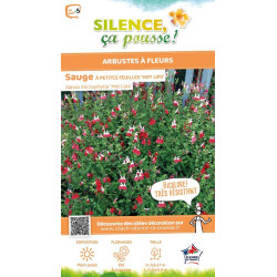 Sauge a petites feuilles Hot Lips 65cm de Plantes Silence ça pousse dans Plantes à petits fruits (kiwi, myrtilles, groseilles...