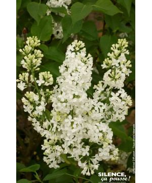 Lilas commun Comtesse dHarcourt 140cm de Plantes Silence ça pousse dans Arbustes caducs en livraison