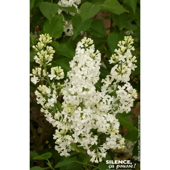 Lilas commun Comtesse dHarcourt 140cm de Plantes Silence ça pousse dans Arbustes caducs en livraison