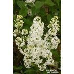 Lilas commun Comtesse dHarcourt 140cm de Plantes Silence ça pousse dans Arbustes caducs en livraison