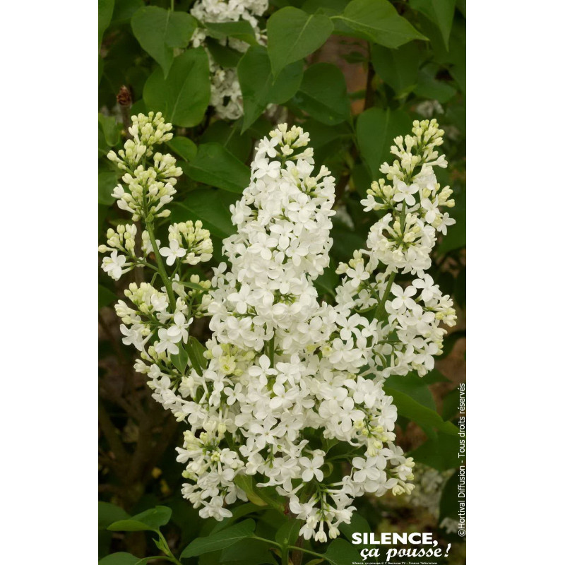 Lilas commun Comtesse dHarcourt 140cm de Plantes Silence ça pousse dans Arbustes caducs en livraison