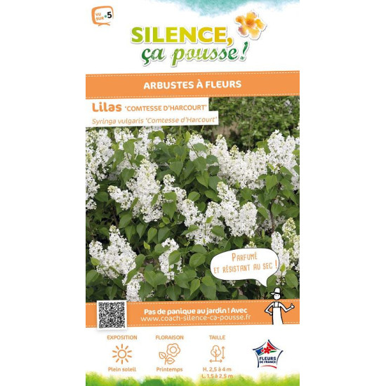 Lilas commun Comtesse dHarcourt 140cm de Plantes Silence ça pousse dans Arbustes caducs en livraison