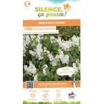 Lilas commun Comtesse dHarcourt 140cm de Plantes Silence ça pousse dans Arbustes caducs en livraison