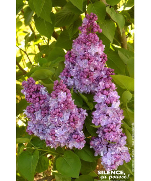 Lilas commun Katherine Havemeyer 140cm de Plantes Silence ça pousse dans Arbustes caducs en livraison