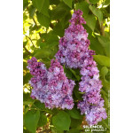 Lilas commun Katherine Havemeyer 140cm de Plantes Silence ça pousse dans Arbustes caducs en livraison