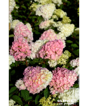 Hortensia panicule SUNDAE FRAISE 100cm de Plantes Silence ça pousse dans Arbustes caducs en livraison