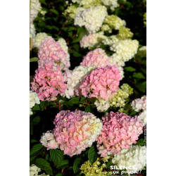 Hortensia panicule SUNDAE FRAISE 100cm de Plantes Silence ça pousse dans Arbustes caducs en livraison