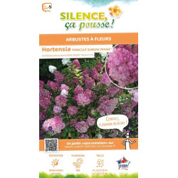 Hortensia panicule SUNDAE FRAISE 100cm de Plantes Silence ça pousse dans Arbustes caducs en livraison