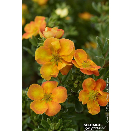 Potentille arbustive SOLARISSIMA 50cm de Plantes Silence ça pousse dans Arbustes caducs en livraison
