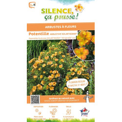 Potentille arbustive SOLARISSIMA 50cm de Plantes Silence ça pousse dans Arbustes caducs en livraison