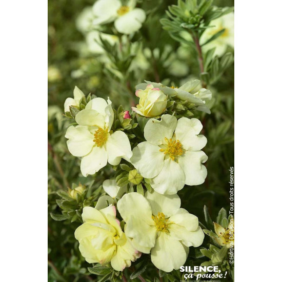 Potentille arbustive CREAMISSIMA 50cm de Plantes Silence ça pousse dans Arbustes caducs en livraison
