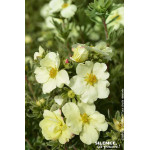 Potentille arbustive CREAMISSIMA 50cm de Plantes Silence ça pousse dans Arbustes caducs en livraison