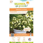 Potentille arbustive CREAMISSIMA 50cm de Plantes Silence ça pousse dans Arbustes caducs en livraison