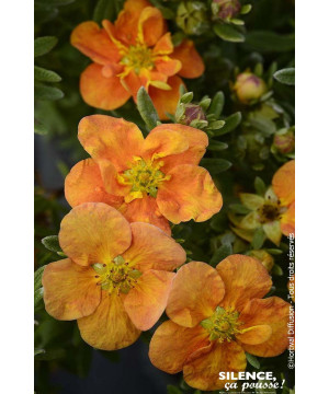 Potentille arbustive ORANGISSIMA 50cm de Plantes Silence ça pousse dans Arbustes caducs en livraison