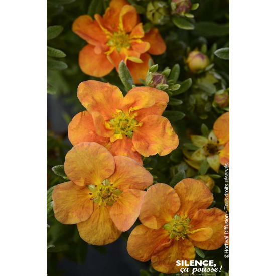 Potentille arbustive ORANGISSIMA 50cm de Plantes Silence ça pousse dans Arbustes caducs en livraison