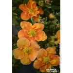 Potentille arbustive ORANGISSIMA 50cm de Plantes Silence ça pousse dans Arbustes caducs en livraison