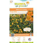Potentille arbustive ORANGISSIMA 50cm de Plantes Silence ça pousse dans Arbustes caducs en livraison