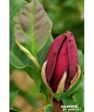 Magnolia Genie 100cm Silence ca pousse de Plantes Silence ça pousse dans Arbustes caducs en livraison