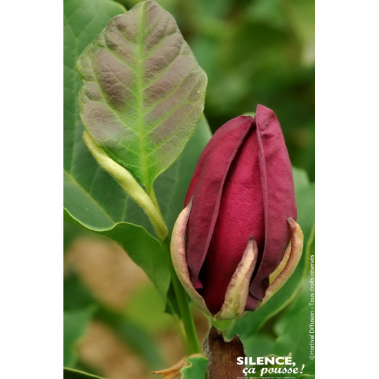 Magnolia Genie 100cm Silence ca pousse de Plantes Silence ça pousse dans Arbustes caducs en livraison