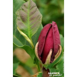 Magnolia Genie 100cm Silence ca pousse de Plantes Silence ça pousse dans Arbustes caducs en livraison