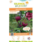 Magnolia Genie 100cm Silence ca pousse de Plantes Silence ça pousse dans Arbustes caducs en livraison