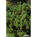 Pin de montagne 50cm Silence ca pousse de Plantes Silence ça pousse dans Conifères de rocailles en livraison