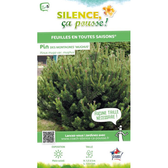 Pin de montagne 50cm Silence ca pousse de Plantes Silence ça pousse dans Conifères de rocailles en livraison
