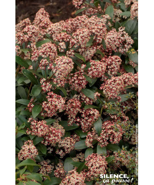 SKIMMIA J,RUBELLA C3 TF/BU de Plantes Silence ça pousse dans Plantes à petits fruits (kiwi, myrtilles, groseilles, cassis, fr...