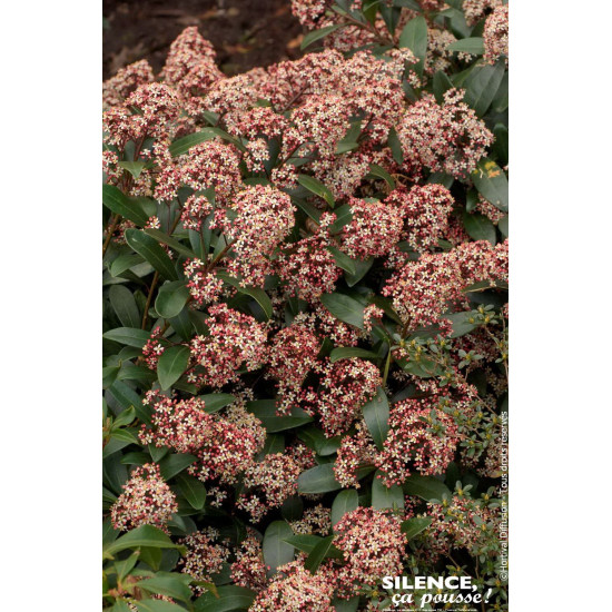 SKIMMIA J,RUBELLA C3 TF/BU de Plantes Silence ça pousse dans Plantes à petits fruits (kiwi, myrtilles, groseilles, cassis, fr...